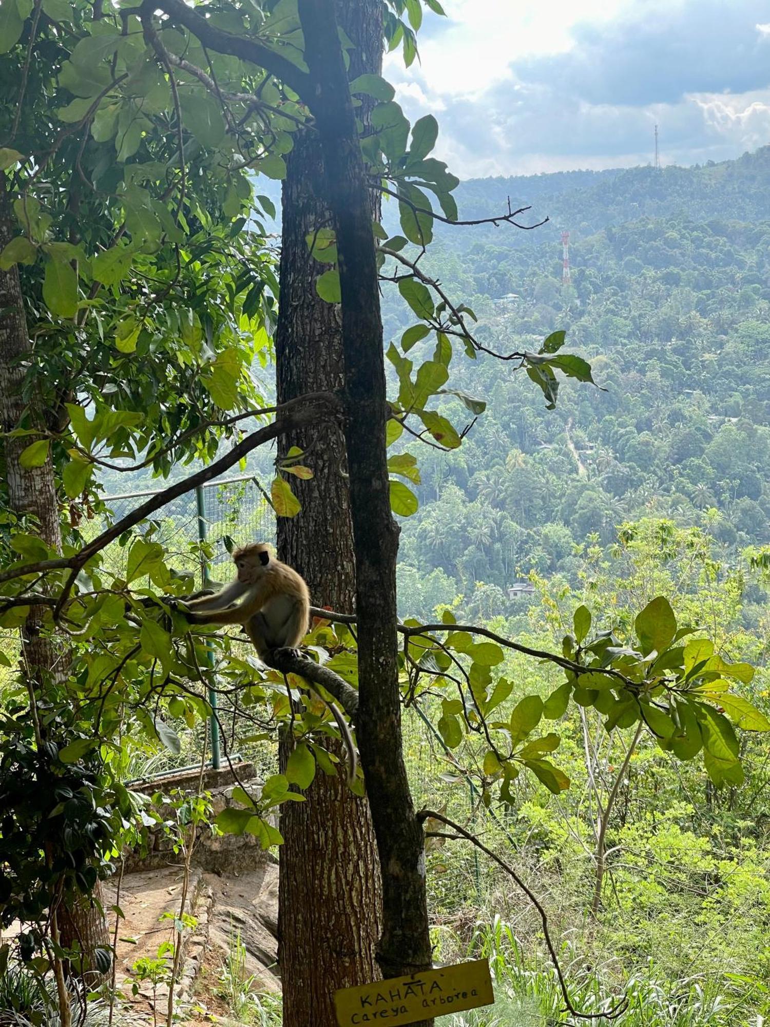 Villa Mount Melody Kandy Exteriör bild